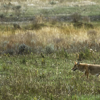 Buy canvas prints of  Coyote on the Prowl by Belinda Greb