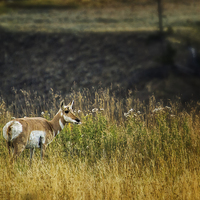 Buy canvas prints of  Pronghorn Antelope No. 1 - Yellowstone by Belinda Greb