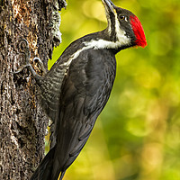 Buy canvas prints of Female Pileated Woodpecker No. 2 by Belinda Greb