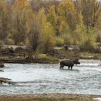 Buy canvas prints of Moose Mid-stream - Grand Tetons NP by Belinda Greb