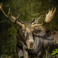 Buy canvas prints of The Bull Moose by Belinda Greb