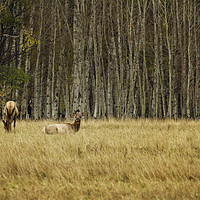 Buy canvas prints of Cow Elk Resting by Belinda Greb