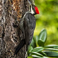 Buy canvas prints of Female Pileated Woodpecker - No. 1 by Belinda Greb
