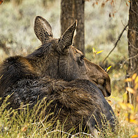 Buy canvas prints of Waiting out the Rain - Moose - Grand Tetons by Belinda Greb