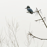 Buy canvas prints of Belted Kingfisher Looking For Prey In Heavy Fog by Belinda Greb