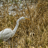 Buy canvas prints of Great Egret Among the Rushes by Belinda Greb