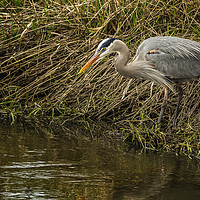 Buy canvas prints of Great Blue Heron By the Water's Edge by Belinda Greb