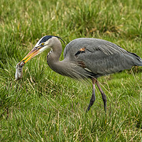 Buy canvas prints of The Heron's Catch by Belinda Greb