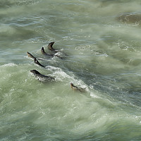 Buy canvas prints of Sea Lions Cavorting in a Green Sea by Belinda Greb