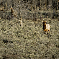 Buy canvas prints of The Bull Elk by Belinda Greb