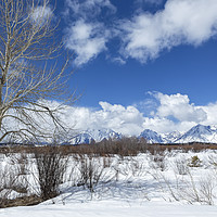 Buy canvas prints of Grand Tetons from Willow Flats with a Tree by Belinda Greb