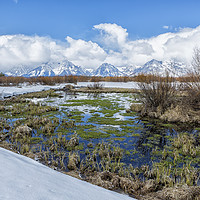 Buy canvas prints of Grand Tetons from Willow Flats in Early April by Belinda Greb