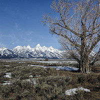 Buy canvas prints of Grand Tetons from Gros Ventre by Belinda Greb