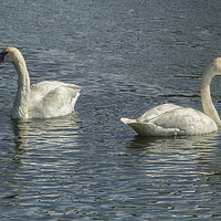 Buy canvas prints of Two Trumpeter Swans at Oxbow Bend by Belinda Greb