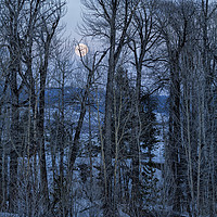 Buy canvas prints of Full Moon Through Trees At Dusk by Belinda Greb