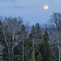 Buy canvas prints of Full Moon Over Trees At Dusk by Belinda Greb