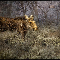 Buy canvas prints of The Calm of a Moose by Belinda Greb