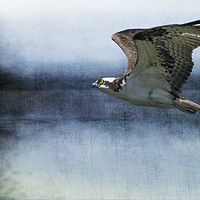 Buy canvas prints of The Flight of the Osprey No. 1 by Belinda Greb
