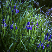 Buy canvas prints of Irises by Belinda Greb