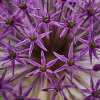 Buy canvas prints of Allium Abstract by Belinda Greb