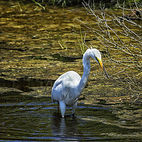 Buy canvas prints of Great Egret Foraging in a Stream by Belinda Greb