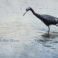 Buy canvas prints of Little Blue Heron by Belinda Greb