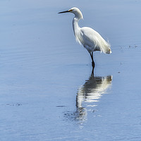 Buy canvas prints of Snowy Egret from Chincoteague No. 2 by Belinda Greb