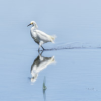 Buy canvas prints of Strutting Snowy Egret from Chincoteague by Belinda Greb