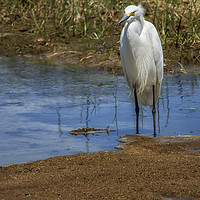 Buy canvas prints of Snowy Egret of Chincoteague, No. 3 by Belinda Greb