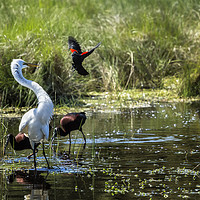 Buy canvas prints of The Ibis Ignore the High Drama at the Pond by Belinda Greb