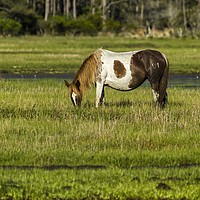Buy canvas prints of Pinto Mare with the Copper Colored Mane No. 1 by Belinda Greb