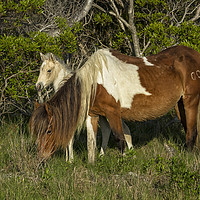 Buy canvas prints of Chincoteague Foal No. 1 with Mother by Belinda Greb