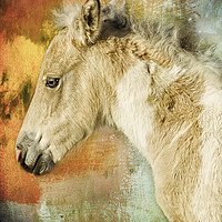 Buy canvas prints of Portrait of a Filly by Belinda Greb