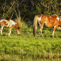 Buy canvas prints of Following Mom - Chincoteague Pinto Foal No. 3 by Belinda Greb
