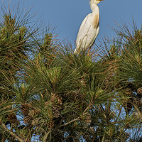 Buy canvas prints of Cattle Egret Perched on Tree by Belinda Greb