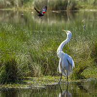 Buy canvas prints of A Disagreement at the Pond by Belinda Greb