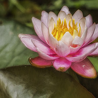 Buy canvas prints of Water Lily Blossom by Belinda Greb