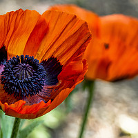 Buy canvas prints of Two Poppies by Belinda Greb