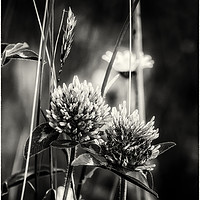 Buy canvas prints of Thistles and Daisies by Belinda Greb