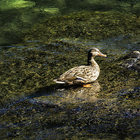 Buy canvas prints of Female Mallard in the Shallows by Belinda Greb