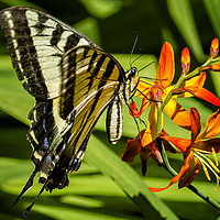 Buy canvas prints of Swallowtail on the Crocosmia by Belinda Greb