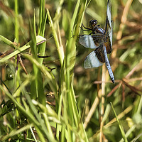 Buy canvas prints of Common Whitetail Dragonfly on a Blade of Grass by Belinda Greb