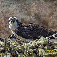Buy canvas prints of Osprey and Young - Feeding by Belinda Greb