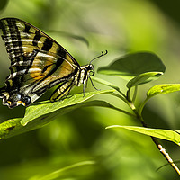 Buy canvas prints of Butterfly Resting by Belinda Greb
