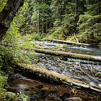 Buy canvas prints of Forest Flow by Belinda Greb