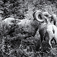 Buy canvas prints of Two Rams bw by Belinda Greb