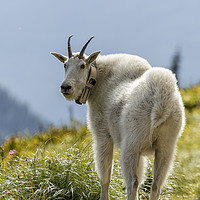 Buy canvas prints of The Ups and Downs of Being a Mountain Goat, No. 1 by Belinda Greb