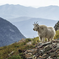 Buy canvas prints of The Ups and Downs of Being a Mountain Goat, No. 2A by Belinda Greb