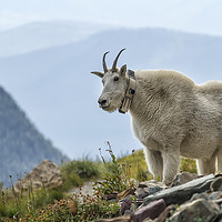 Buy canvas prints of The Ups and Downs of Being a Mountain Goat, No. 2B by Belinda Greb
