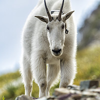 Buy canvas prints of The Ups and Downs of Being a Mountain Goat, No. 3 by Belinda Greb